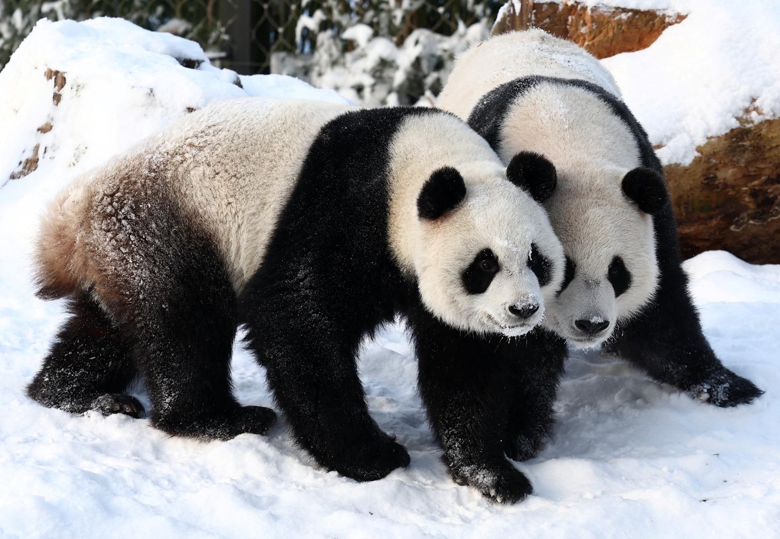 熊貓寶弟及寶妹不時一齊玩。(路透社)