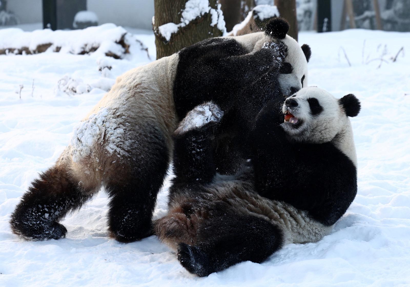 熊貓寶弟及寶妹不時一齊玩。(路透社)