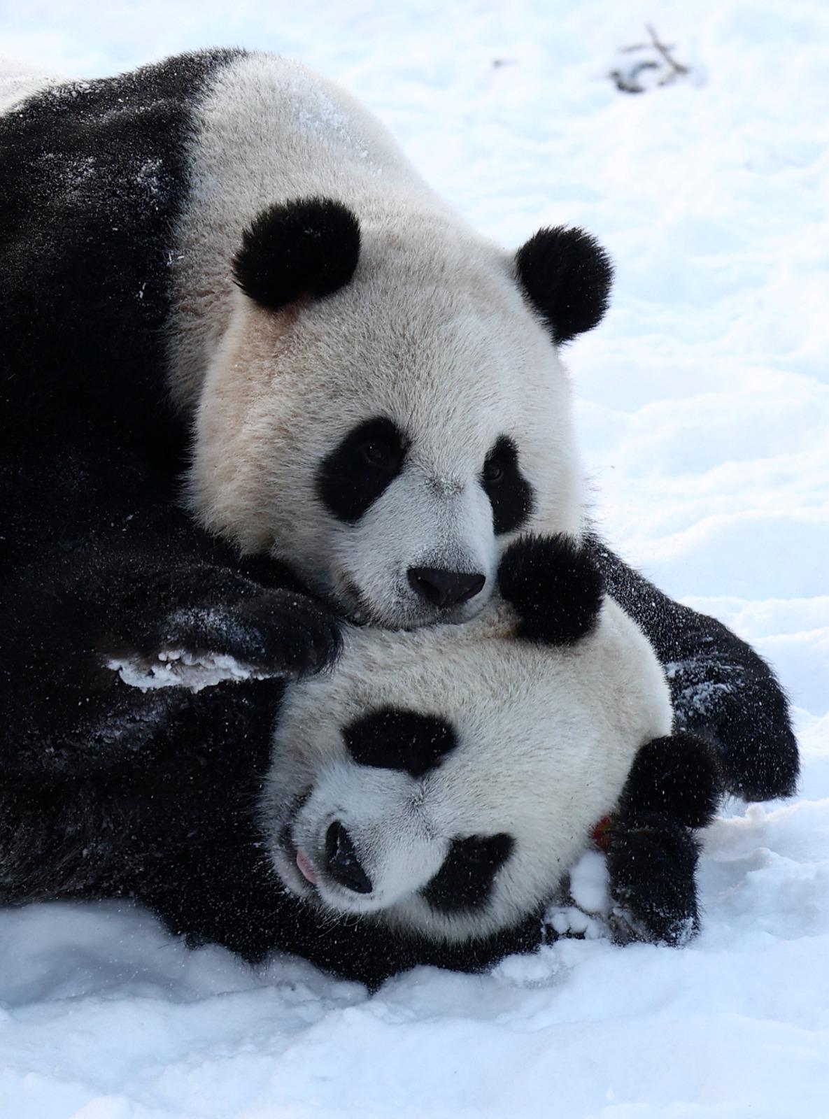 熊貓星徽及好好在2014年被中國送到比利時,2019年誕下寶弟及寶妹,現時4歲。(路透社)