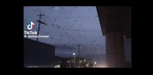 其他地方在地震前也有鳥群飛舞。(互聯網)