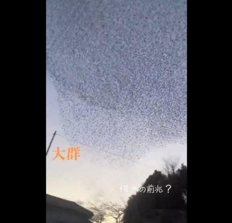 網民拍到地震前鳥群在空中飛舞。(互聯網)