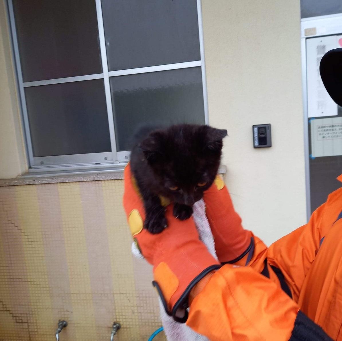 搜救犬在瓦礫堆中發現小黑貓,救牠一命。(互聯網)