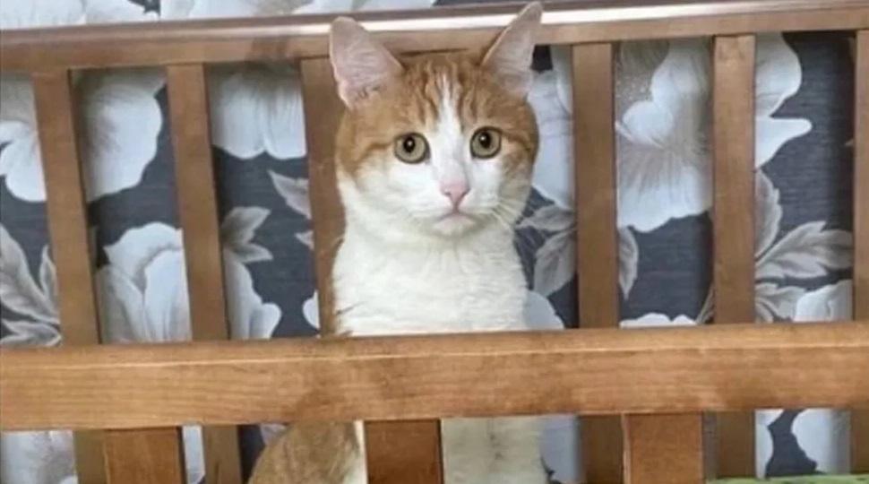 可愛貓咪無辜慘死。(互聯網)