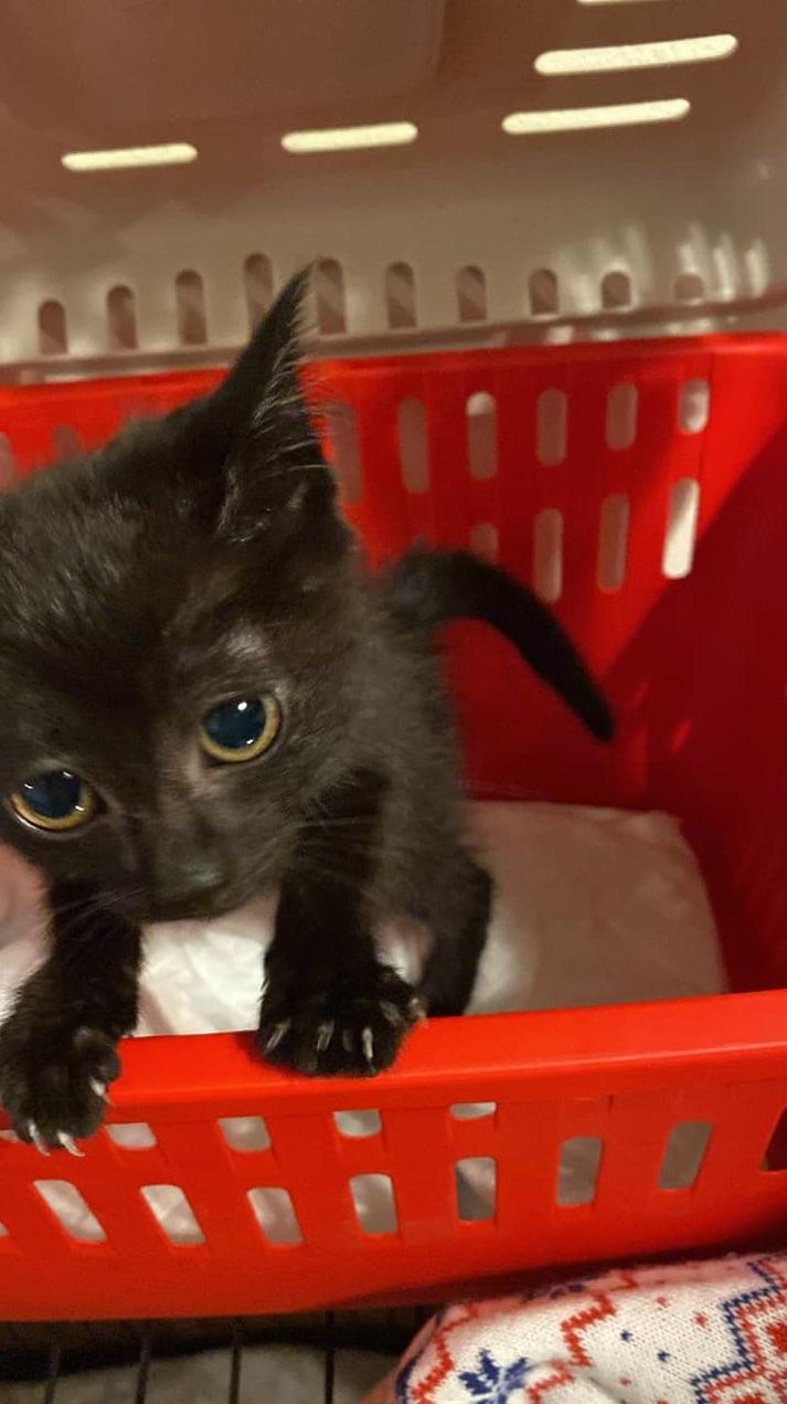 搜救犬隊指小黑貓精力充沛。(互聯網)