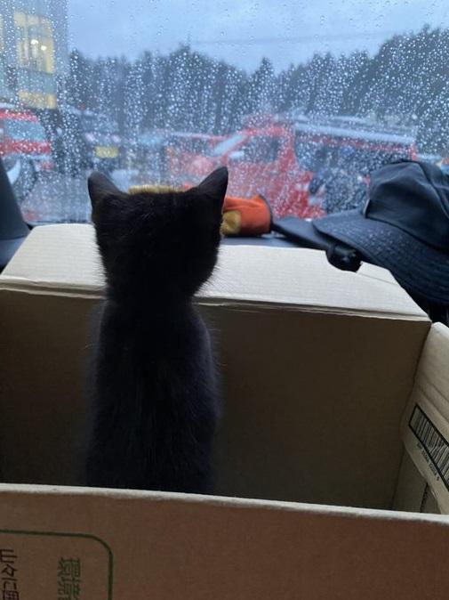 愛知縣豐橋市搜救犬隊在地震瓦礫堆中救出小黑貓,將牠帶回基地。(互聯網)