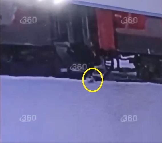 貓咪落在雪地上。(互聯網)