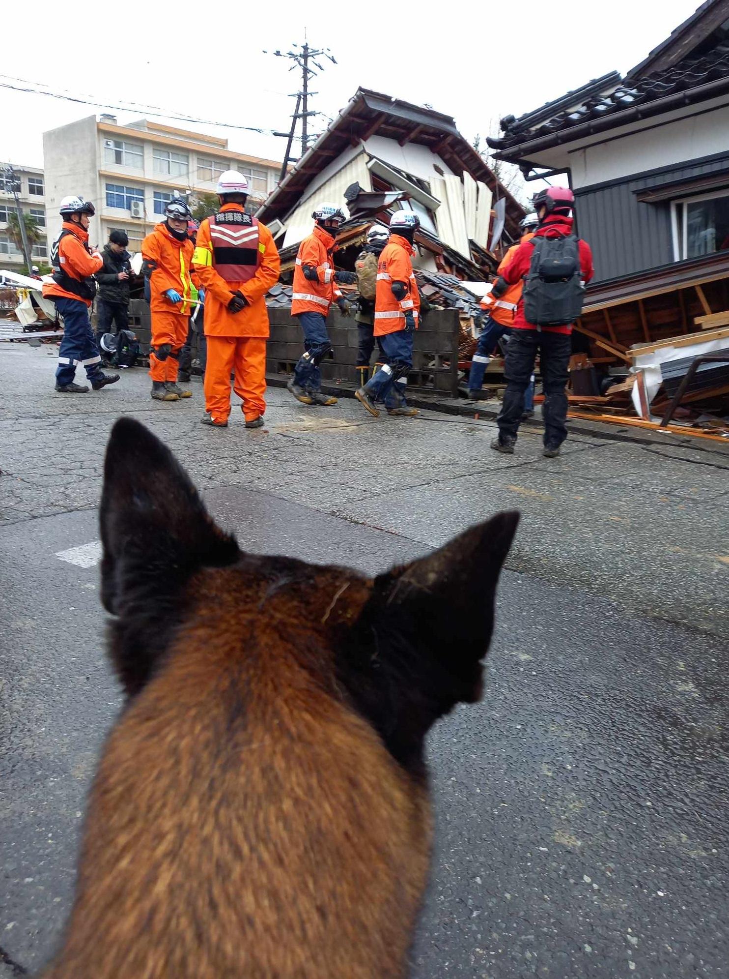 愛知縣豐橋市搜救犬隊投入救災。(互聯網)