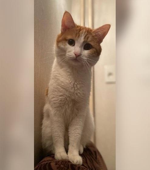 受害的貓咪Twix。(互聯網)