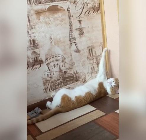 飼主公開貓咪Twix日常生活片段。(互聯網)