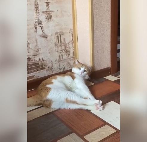 飼主公開貓咪Twix日常生活片段。(互聯網)