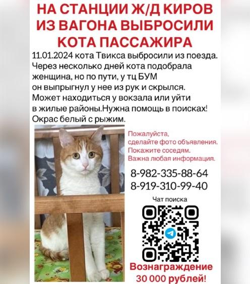 網民協助尋貓。(互聯網)