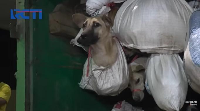 狗隻被綁在袋裡。(互聯網)