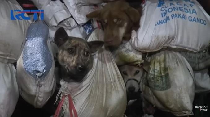 狗隻被綁在袋裡。(互聯網)