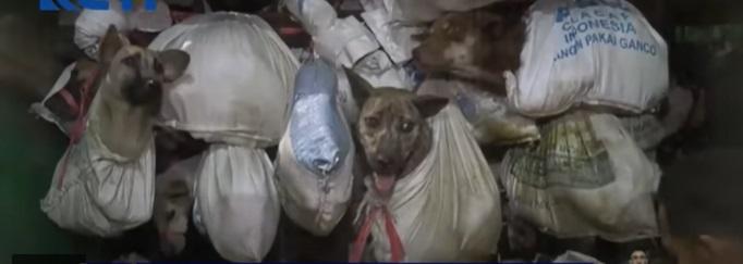 狗隻被綁在袋裡。(互聯網)