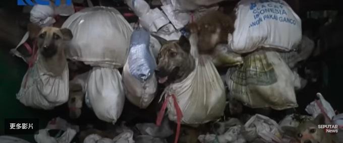 狗隻被綁在袋裡。(互聯網)