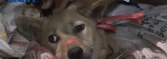 狗隻疑被送去屠宰。(互聯網)