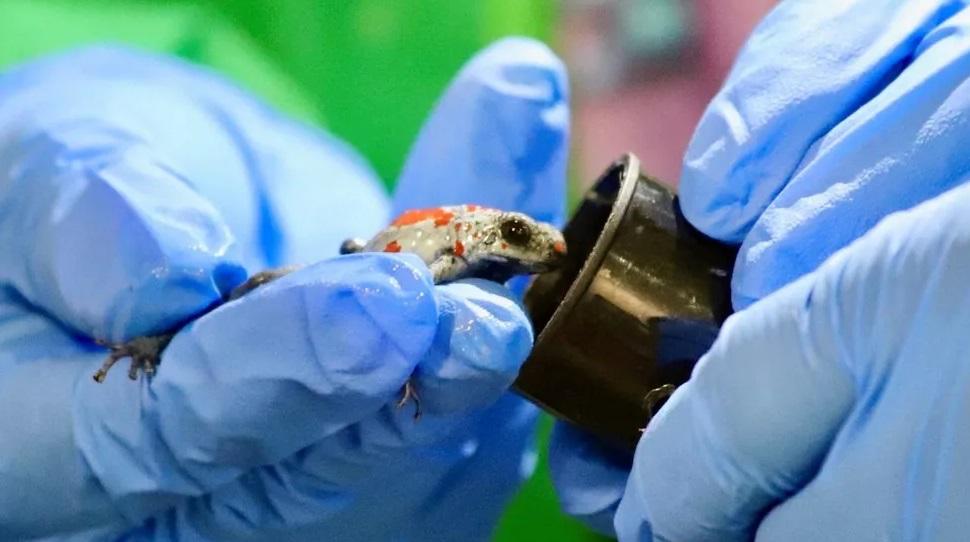 哥倫比亞當局展示檢獲的丑角箭毒蛙。(互聯網)