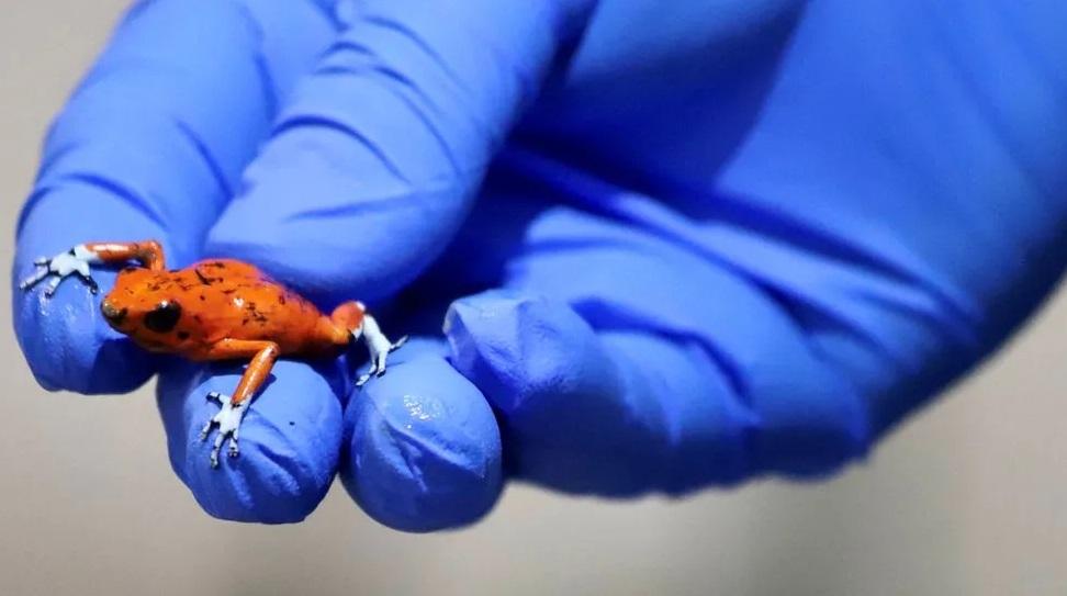 哥倫比亞當局展示檢獲的丑角箭毒蛙。(互聯網)