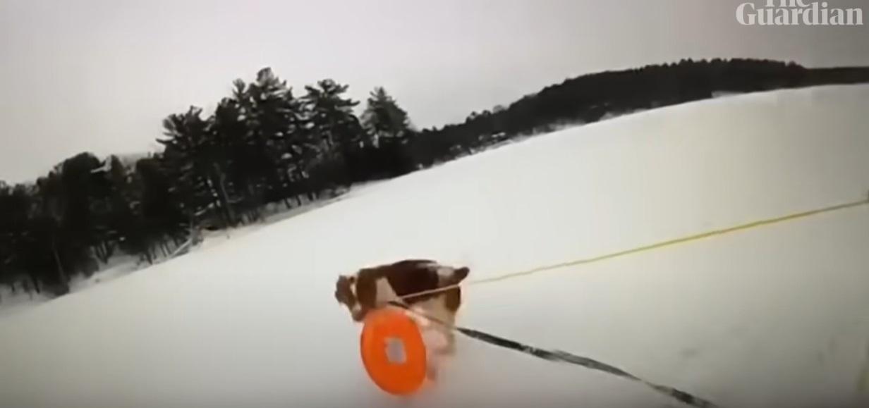 小狗叼著救援繩。(互聯網)