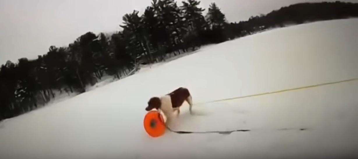 小狗叼著救援繩,準備跑往主人身邊。(互聯網)