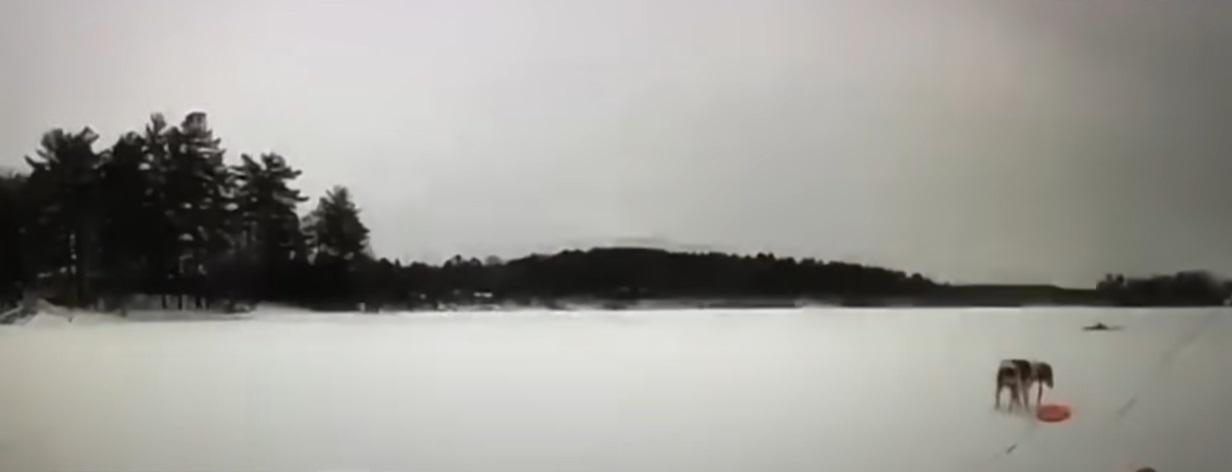 小狗叼著救援繩跑往主人身邊。(互聯網)