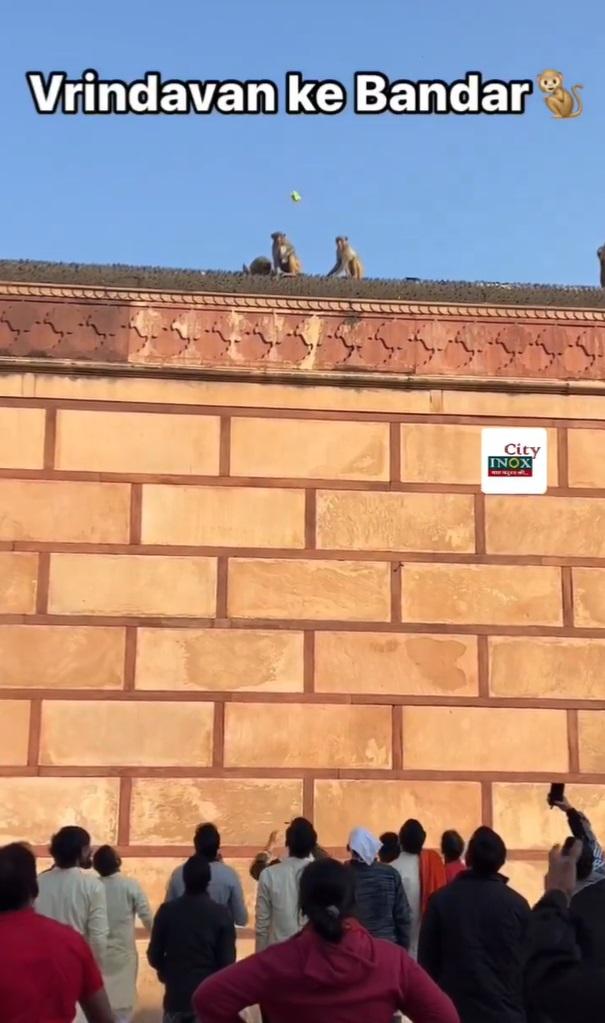 遊客把飲料拋到猴子面前。(互聯網)