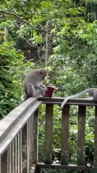 猴子對護照好奇。(互聯網)