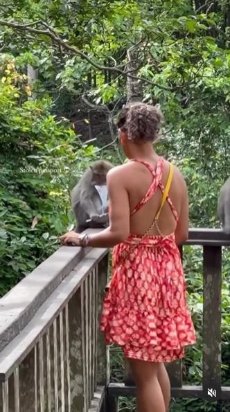 猴子無動於衷,猛咬護照。(互聯網)