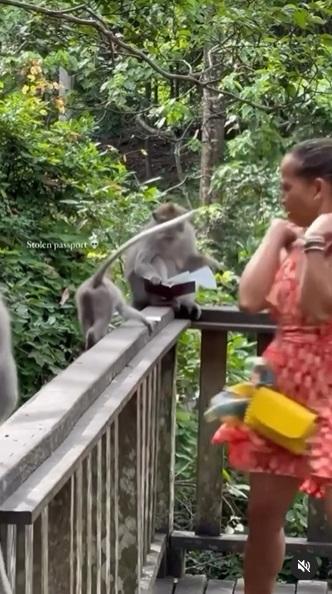 另一隻猴子上前欲取走紙張,女遊客大驚。(互聯網)