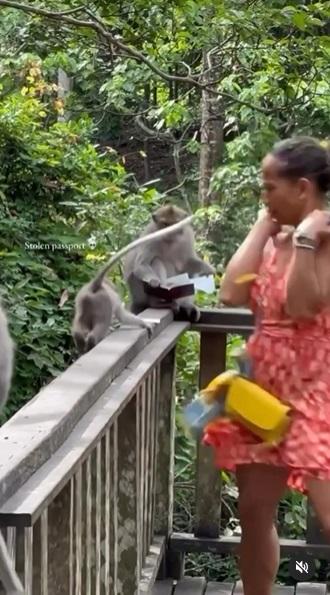 女遊客驚慌閃避,怕受猴子攻擊。(互聯網)