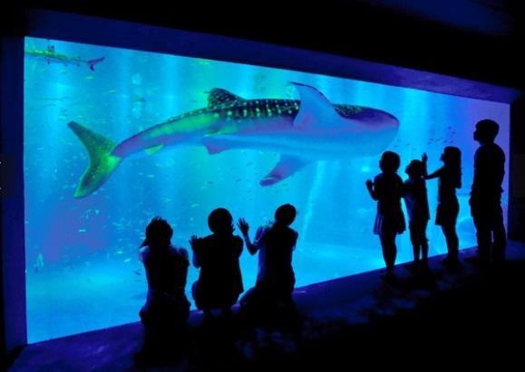 地震前能登島水族館的鯨鯊展示槽。(互聯網)