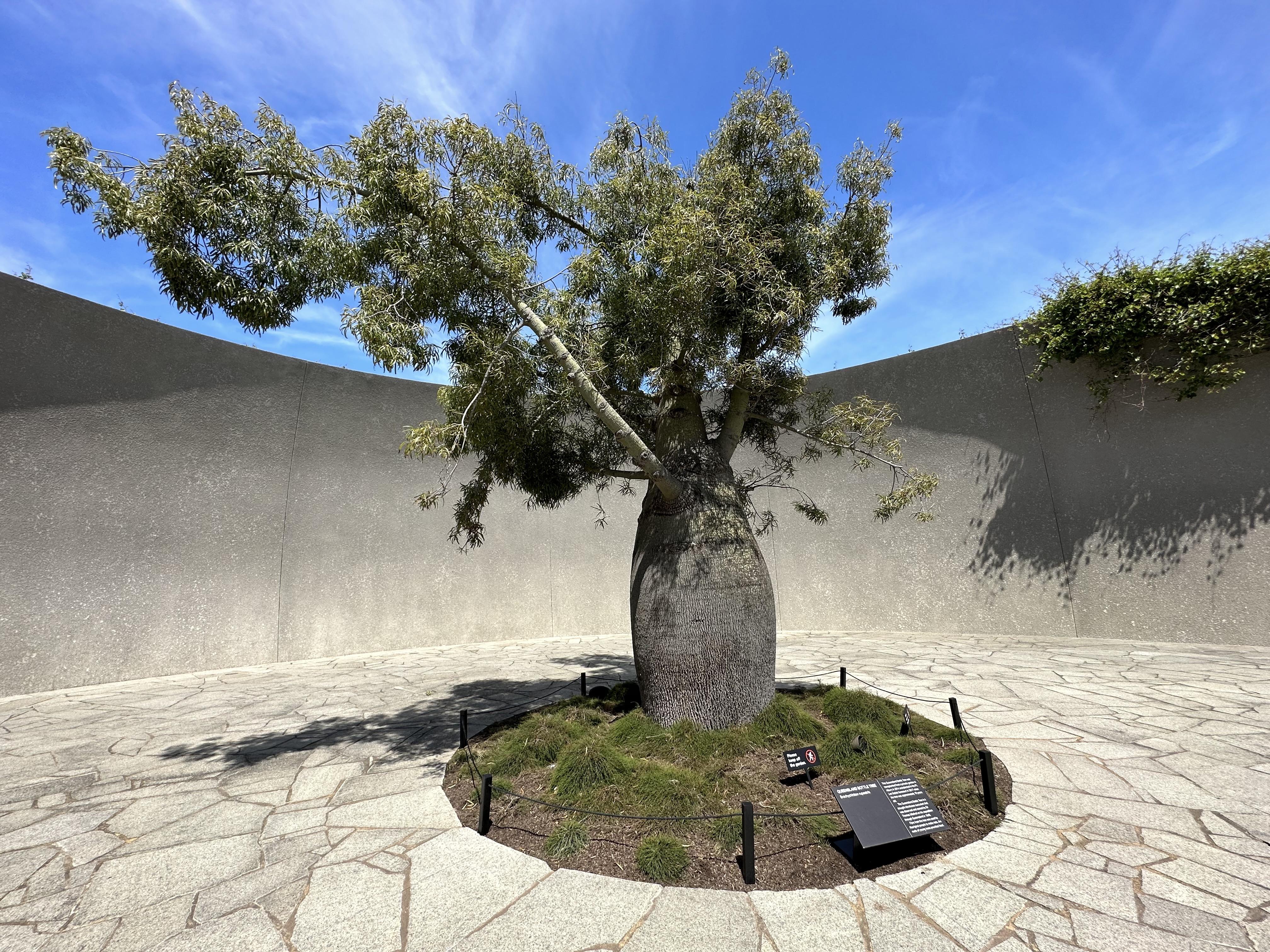 以清水泥打造的Pt. Leo酒窖,門前種有70多年樹齡的昆士蘭麵包樹。