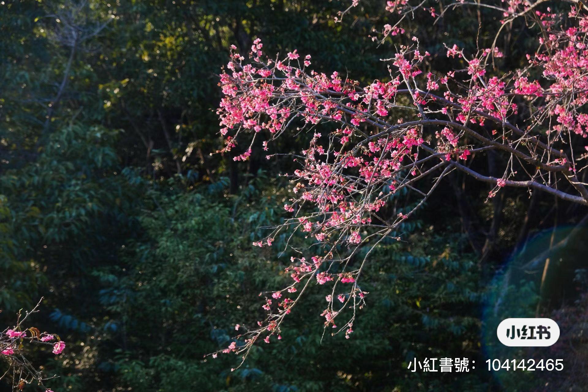 仙湖植物園 (圖片來源: 小紅書)