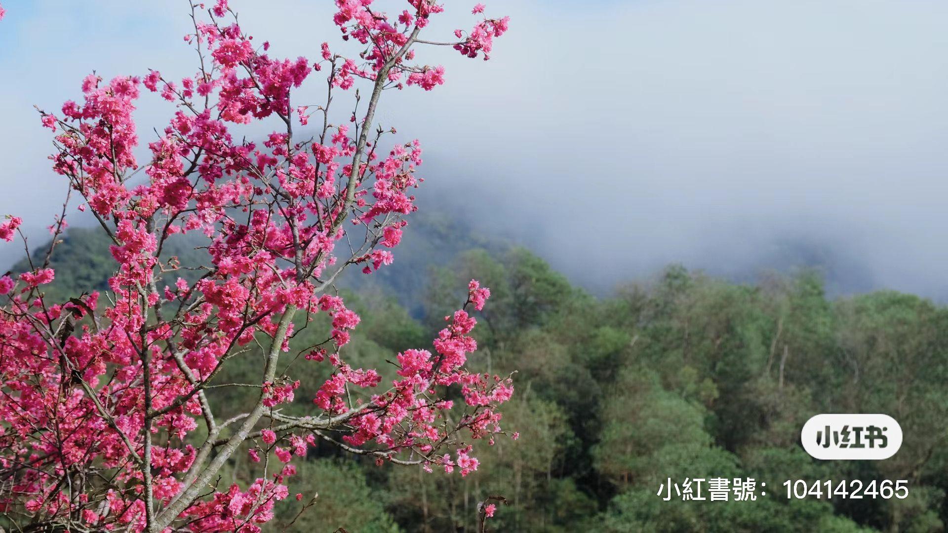 仙湖植物園 (圖片來源: 小紅書)