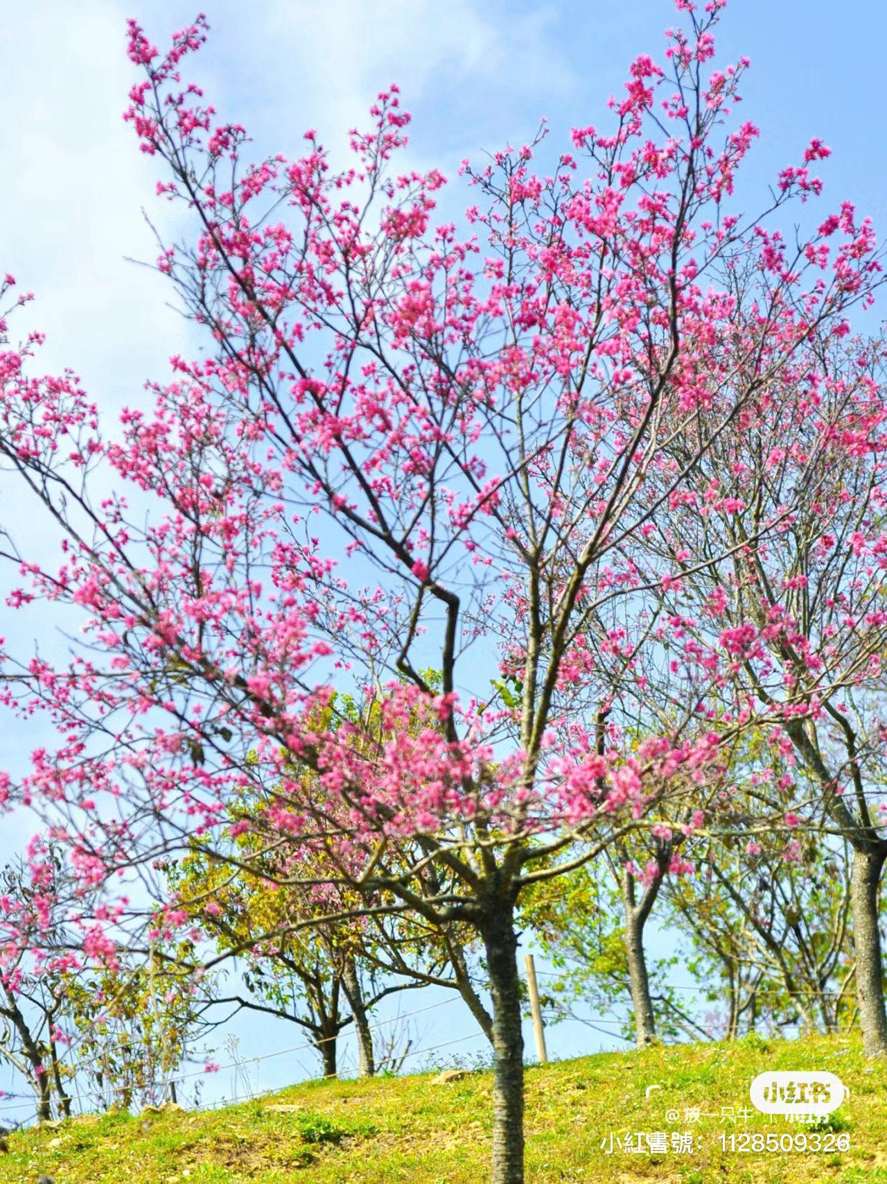 仙湖植物園 (圖片來源: 小紅書)