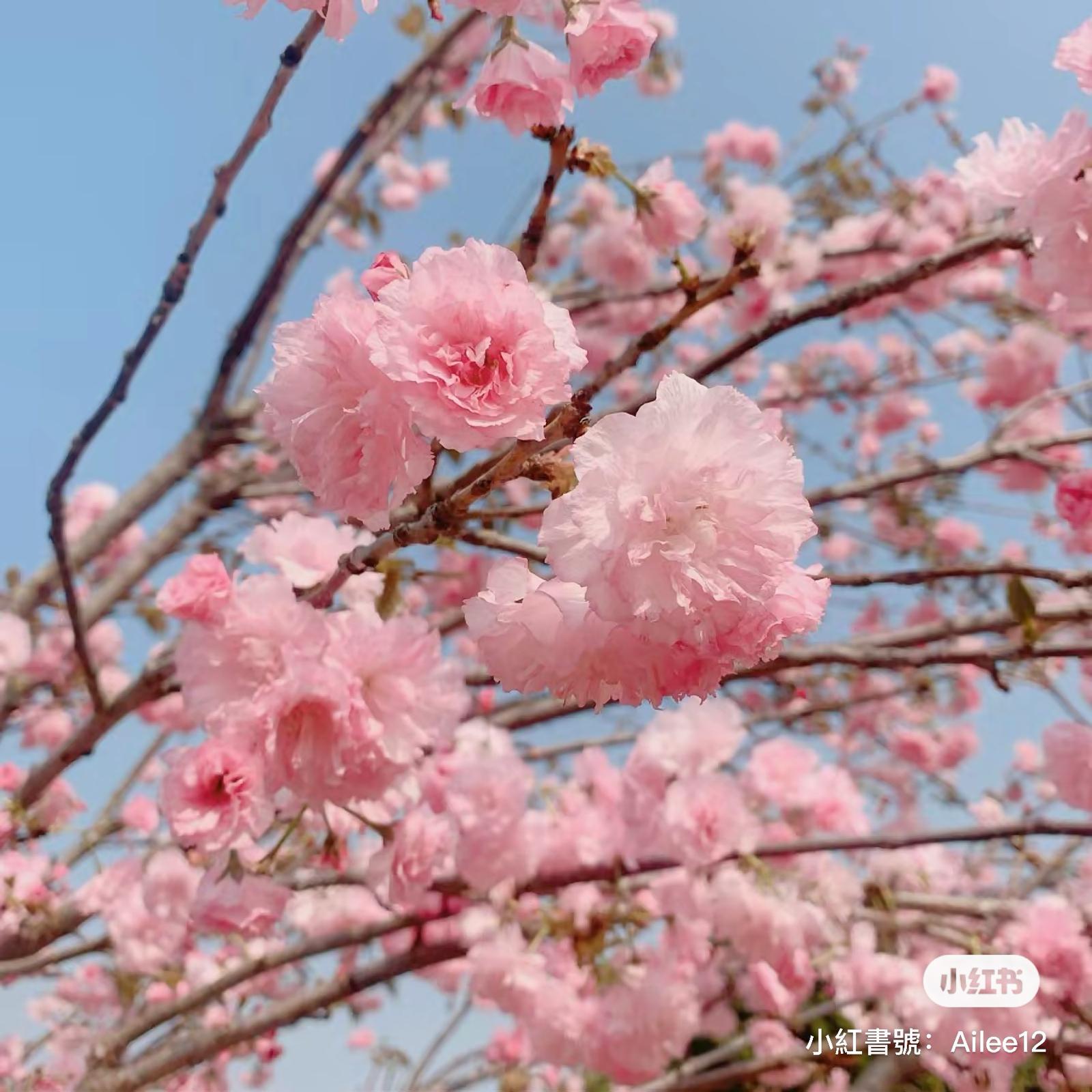 深圳海上田園 (圖片來源: 小紅書)