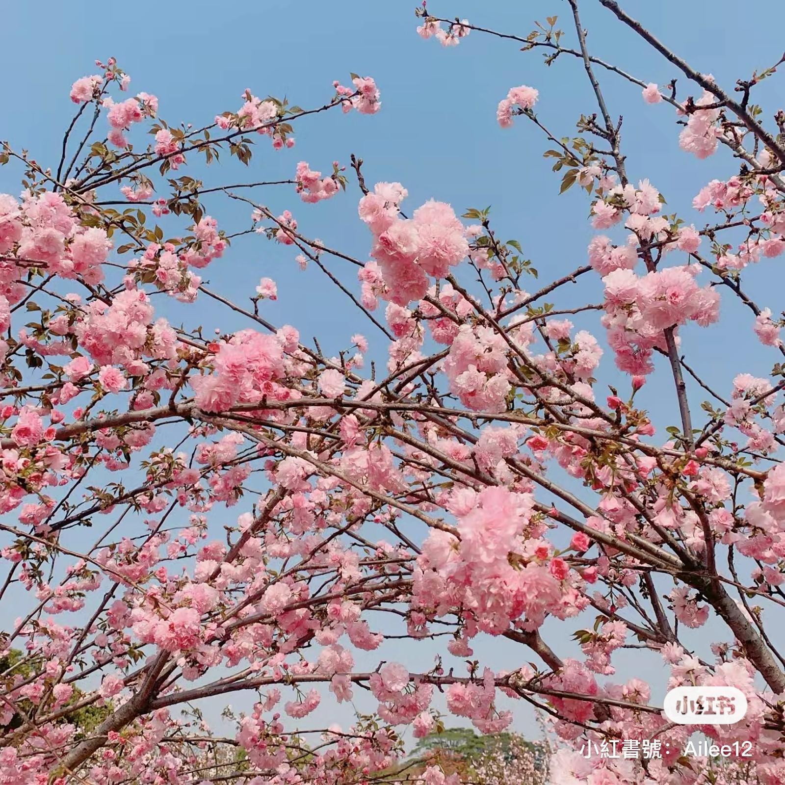 深圳海上田園 (圖片來源: 小紅書)