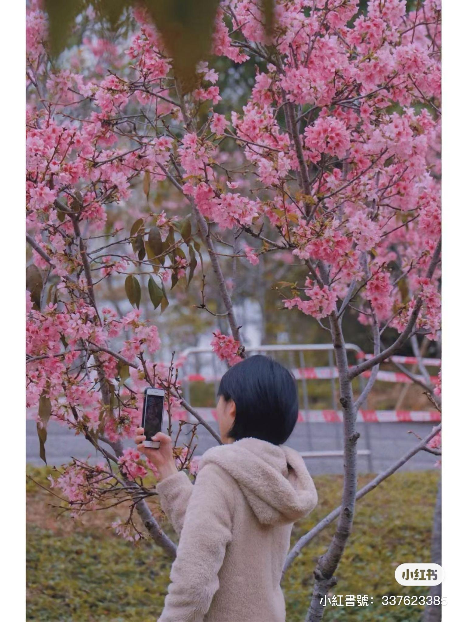 聚龍山公園櫻花谷 (圖片來源: 小紅書)