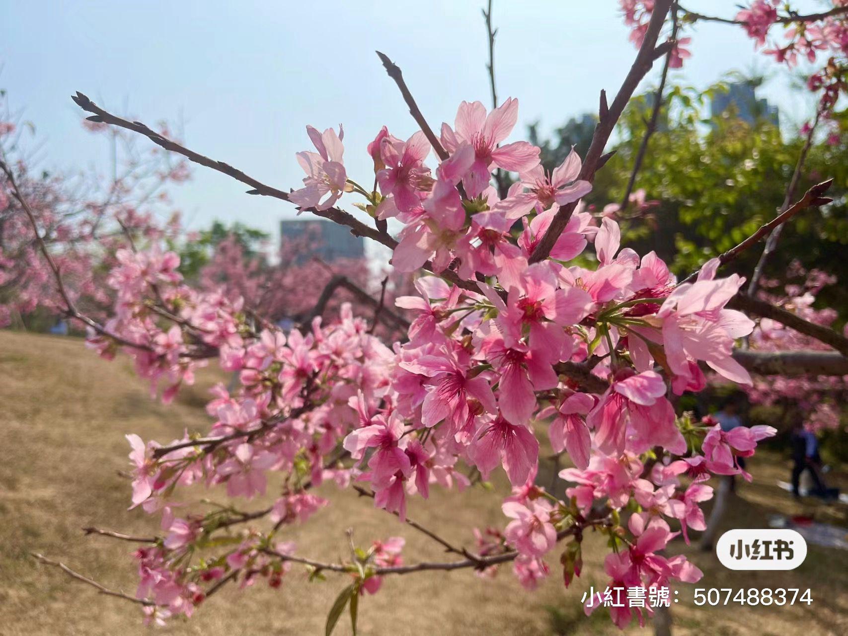 聚龍山公園櫻花谷 (圖片來源: 小紅書)