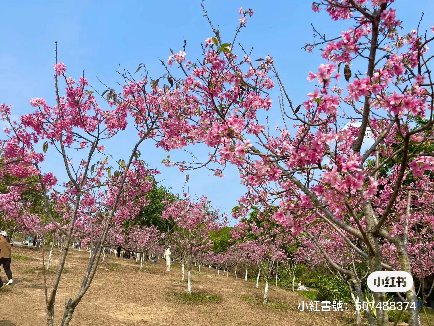 聚龍山公園櫻花谷 (圖片來源: 小紅書)