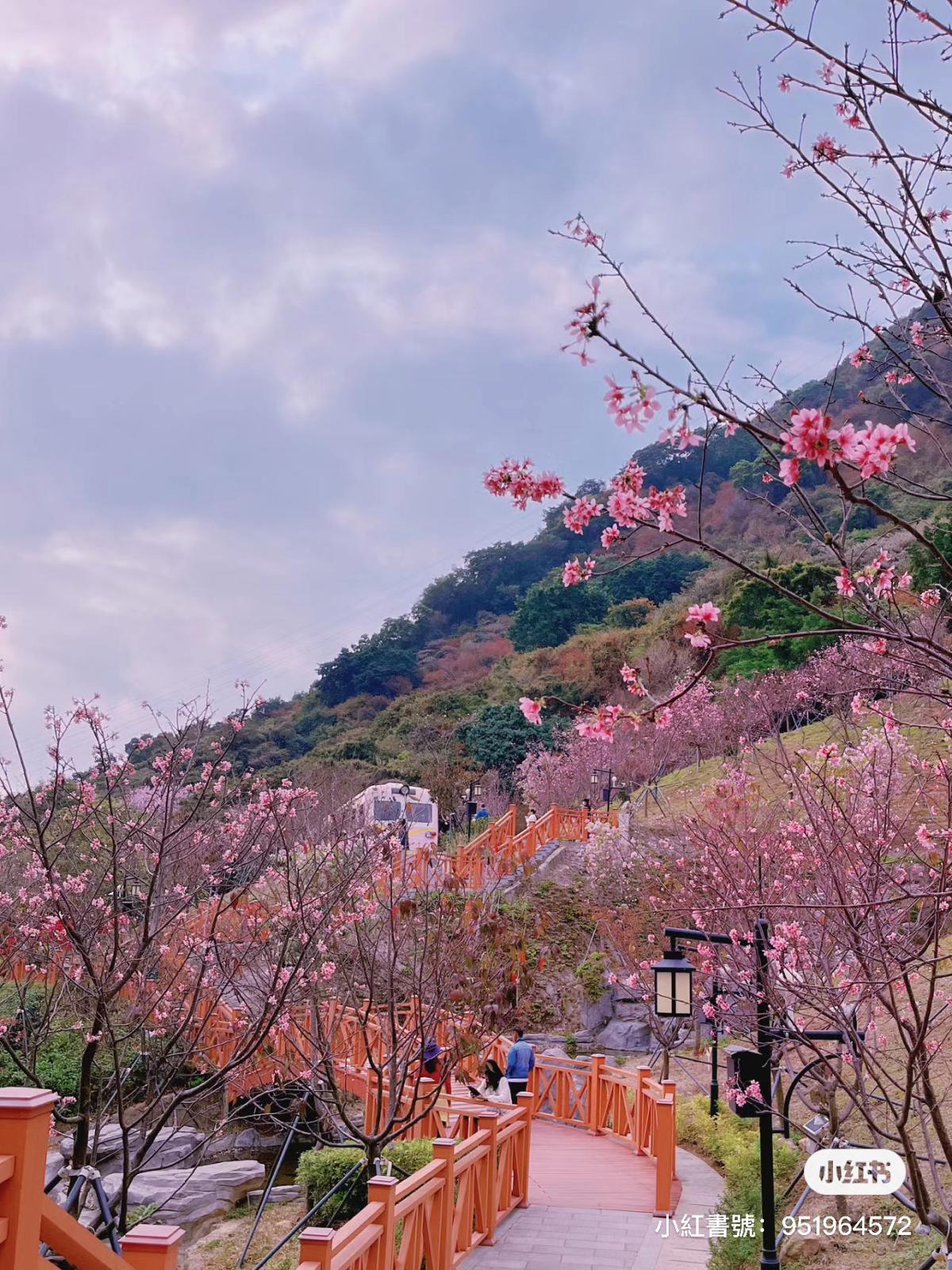 華英路櫻花主題公園 (圖片來源: 小紅書)