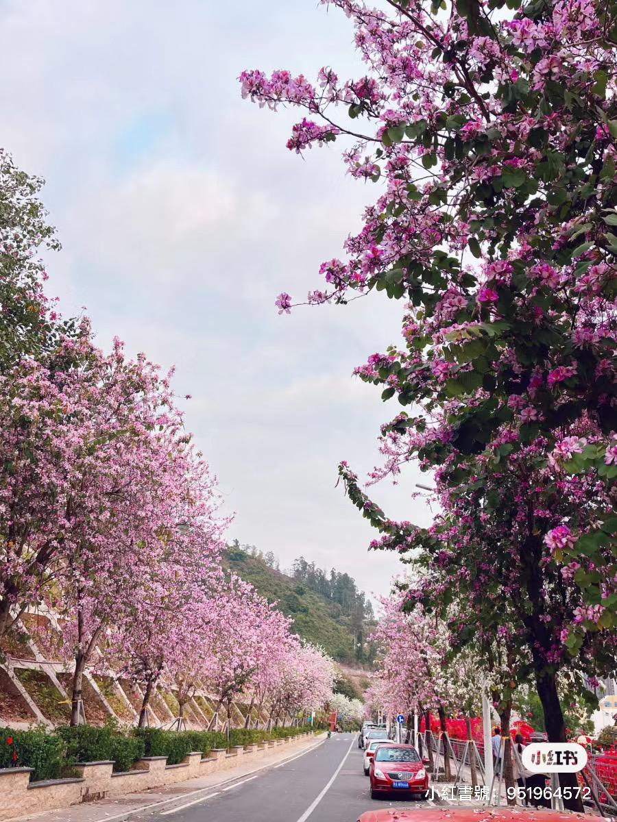 華英路櫻花主題公園 (圖片來源: 小紅書)