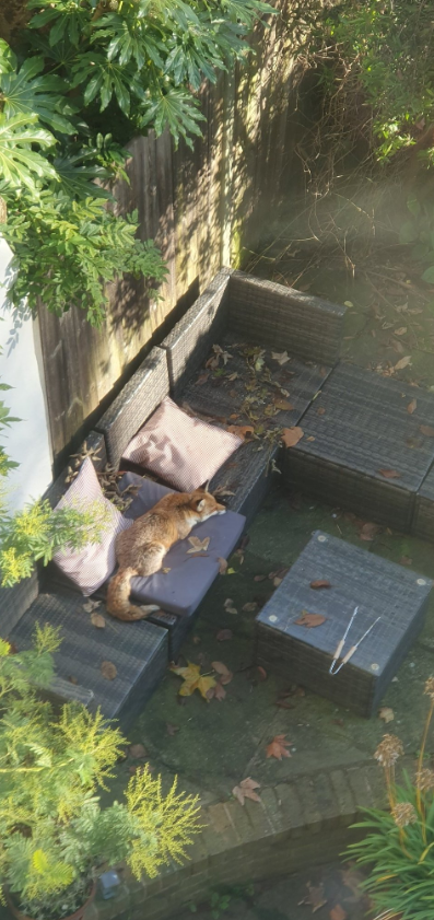 倫敦狐狸在民居後園曬太陽。(互聯網)