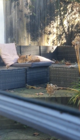 倫敦狐狸在民居後園曬太陽。(互聯網)