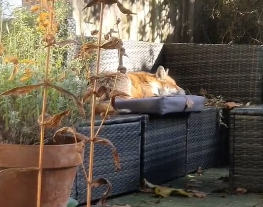 倫敦狐狸在民居後園曬太陽。(互聯網)