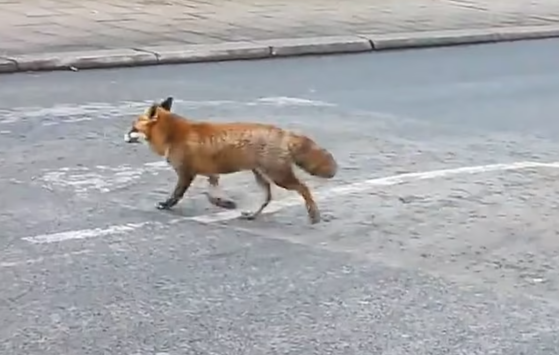 倫敦狐狸過馬路。(互聯網)