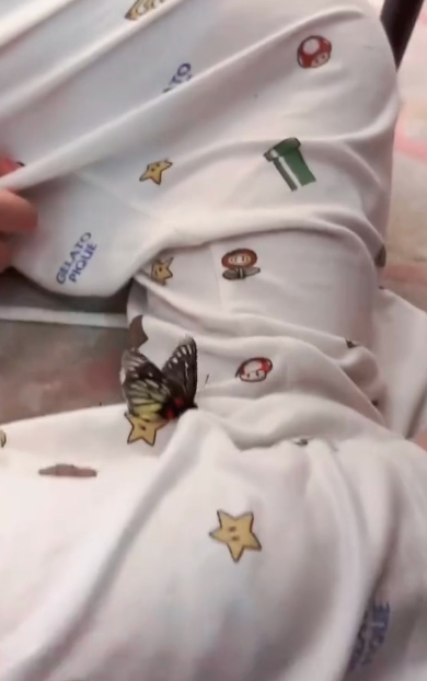 蝴蝶停在疑似蔡天鳳兒子身上。(影片截圖)