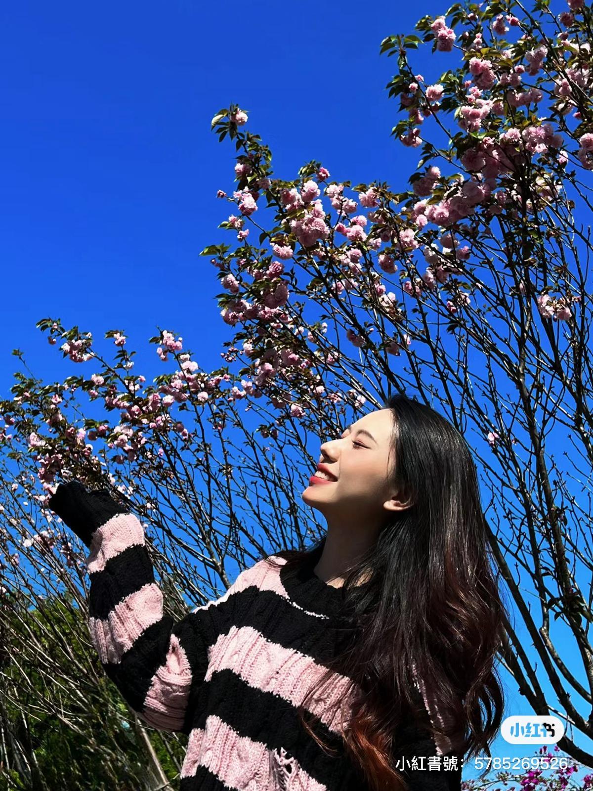 觀瀾湖第八屆櫻花節 (圖片來源: 小紅書)