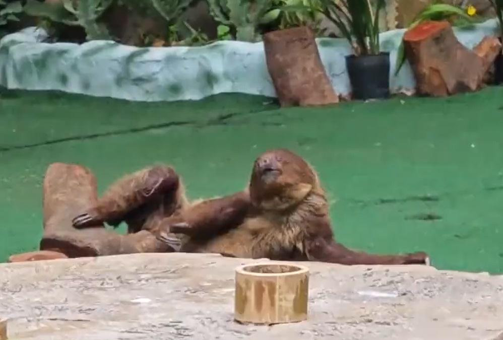 職員把樹枝放在樹懶面前,牠就有默契地伸手ㄧ攀,自動搭上「專車」準備回窩。(微博)