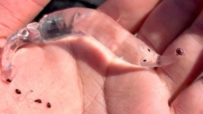 全身幾乎透明可以看到內部器官,上半身有兩個像眼睛的黑點,還有個如同大象鼻子般的前端。(X)